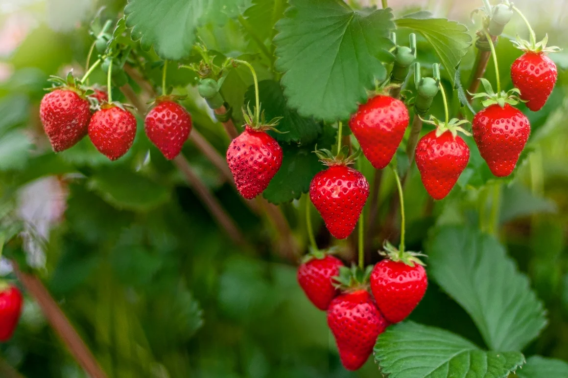 Reife Erdbeeren an einer Pflanze